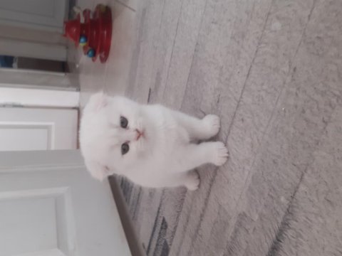2.5 aylık dişi scottish fold