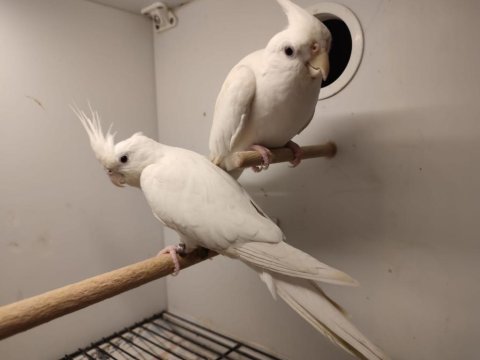 Çift albino sultan papağanı