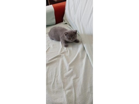 British shorthair mersin