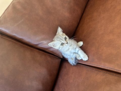 4 tane yavru var scottish fold british longhair