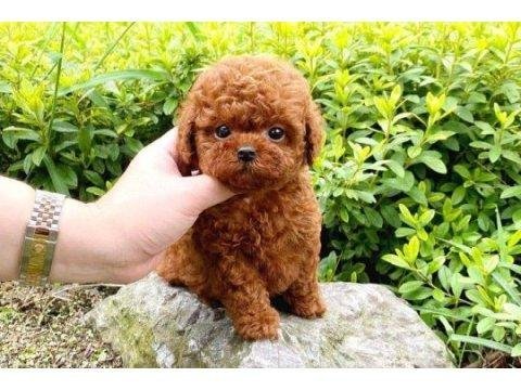Toy pododle yavrularımız yeni yuvasunı bekliyor