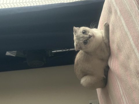 Scottish fold dişi ücretsiz