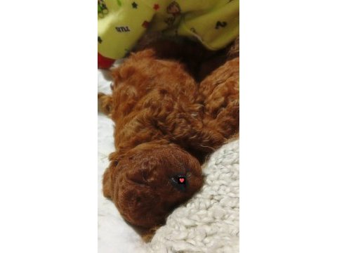 Kore toy poodle erkek yer izmir buca
