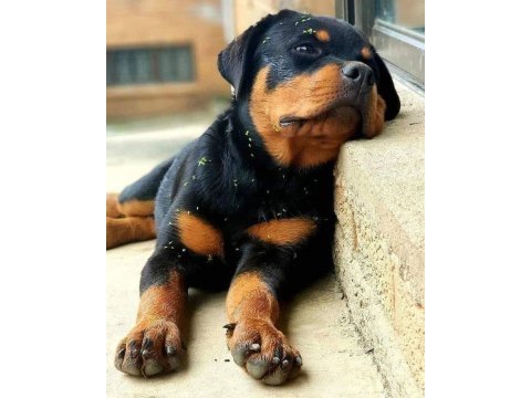 Macar rottweiler yavrular