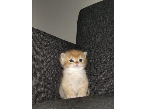 Rezerveye açık british shorthair yavrular