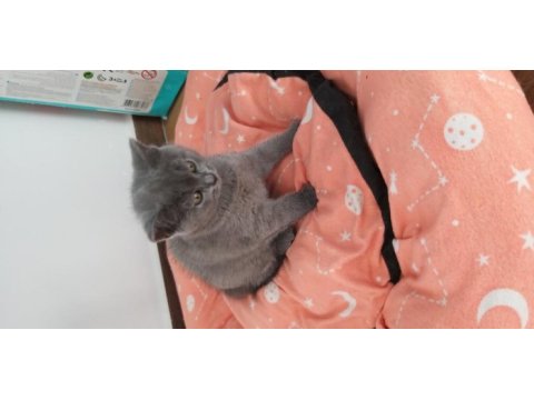 Sağlıklı ve güzel scottish fold yavrularımız