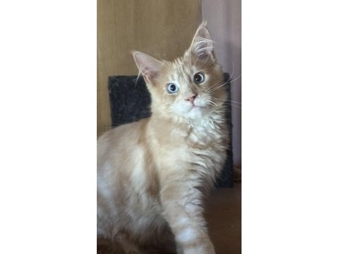 Türkiyede ilk renkli gözlü dev maine coon kediler