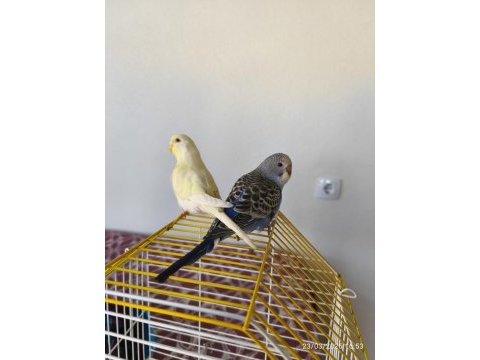 Muhabbet kuşu çift
