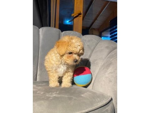 Veterinerden kontrollü f1 ve kore maltipoo