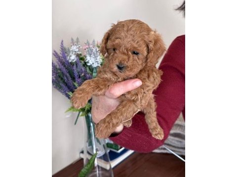 Efsane toy poodle yavrularımız