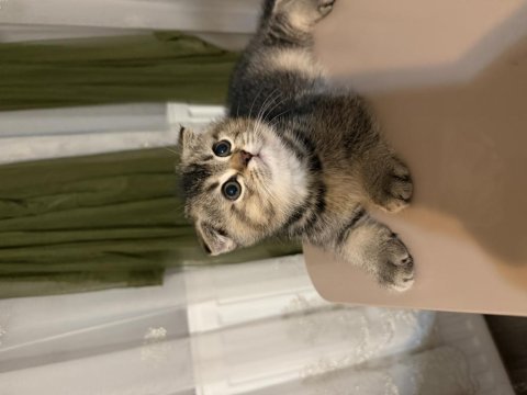 65 günlük yavru scottish fold erkek