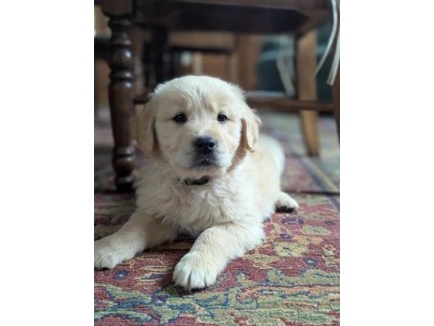 Son derece sağlıklı ve kaliteli golden retriever bebekler