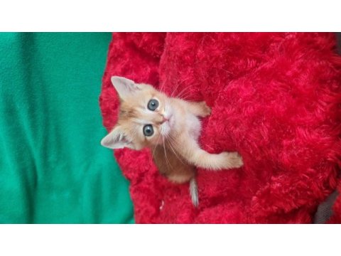 Golden british shorthair