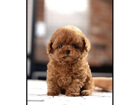 Show kalıte kore teacup poodle yavrumuz