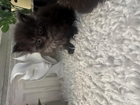 Orjinal maine coon yavrular