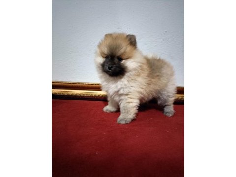 Pomeranian boo 50 günlük
