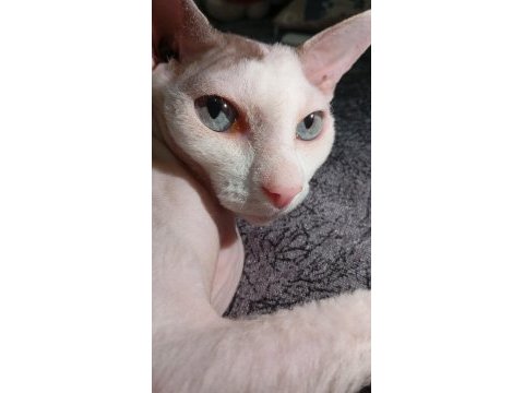 Sphynx kedimiz