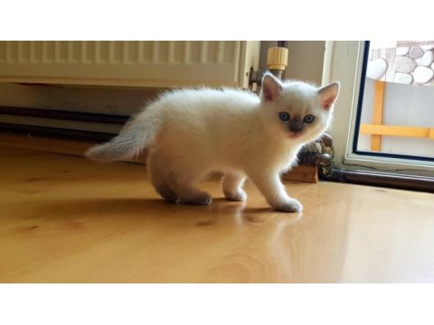 Safkan british shorthair anne altından yavrular