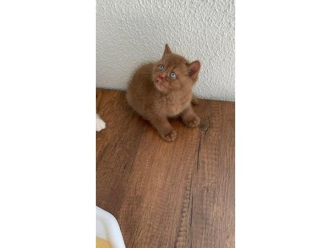 Premium british shorthair cinnamon