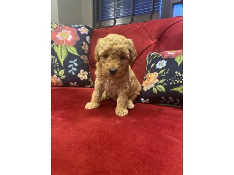 Red toy poodle yavrularımız