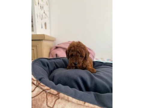 Red poodle yavrularımız