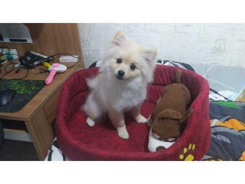 4 aylık dişi pomeranian