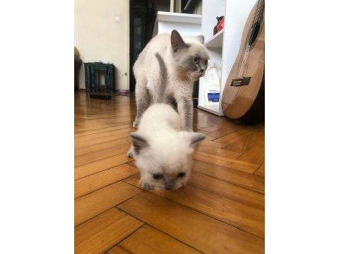 Yavru british longhair blue eyes