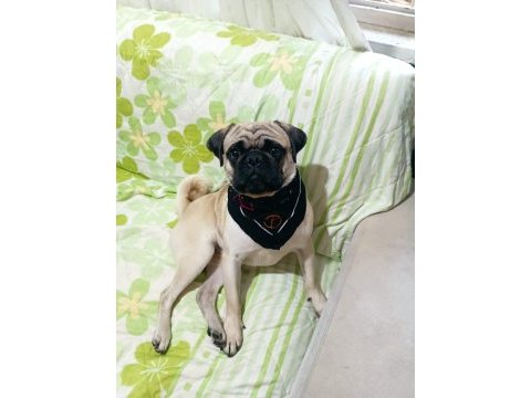 Safkan pug 1 yaşında erkek