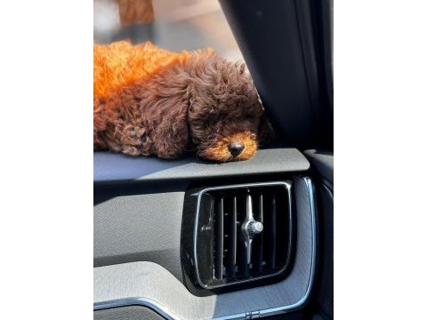 Erkek 5 aylık toy poodle