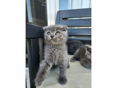 Minik scottish fold patiler