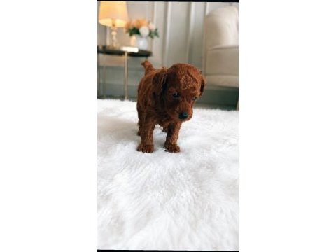 Yeni yuvasını gitmeye hazır bebek köpekler