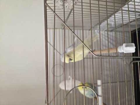 2 yetişkin 1 yavru dişi 2 yetişkin erkek muhabbet