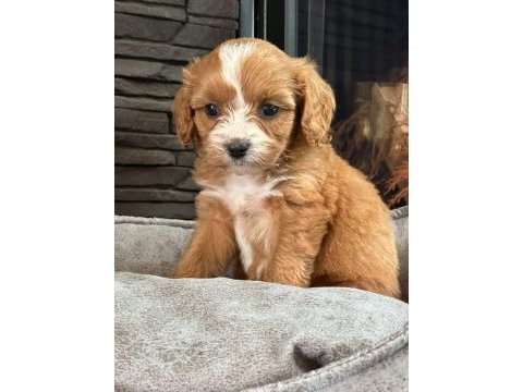 Cavapoo bebeklerimiz üst kalite