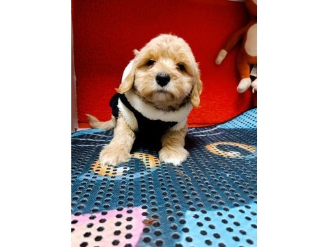 Kıvır kıvır orjınal maltipoo bebekler