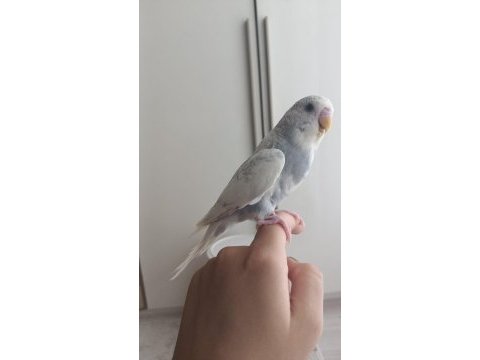 1 adet yavru erkek muhabbet kuşu 2 aylık