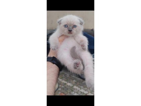 British shorthair kedisi