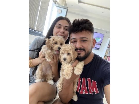 Teacup boy maltipoo bebekler