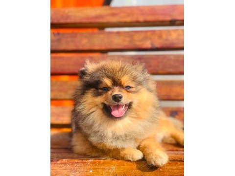 Pomeranian boo teslime hazır