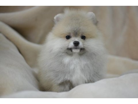 Pomeranian daha güzeli yok