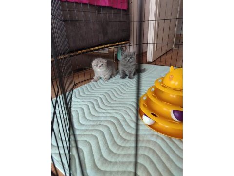Scottish fold kedimiz