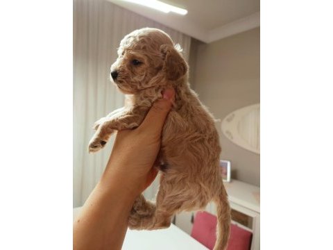 Dünya tatlısı toy poodle bebek