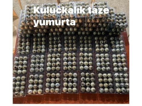 Antalya yemelik kuluçkalık bıldırcın yumurtası