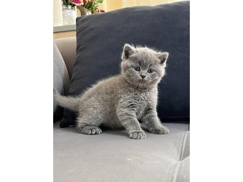 Orjinal british shorthair