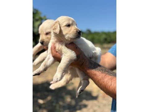 Golden retriever köpeği minnoşlar