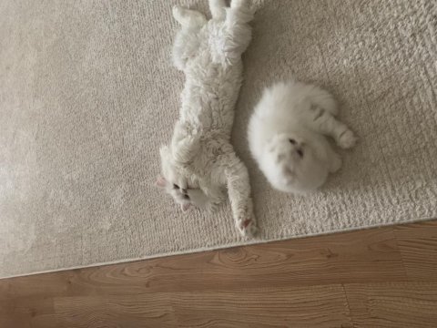 Dişi scottish fold