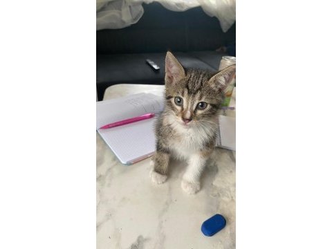 2 adet dişi tekir yavrularımız sahiplendirilecektir