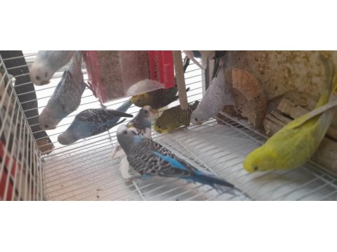 Sahiplendirme erkek dişi muhabbet kuşu