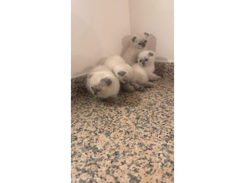 Blue point scottish fold yavrular