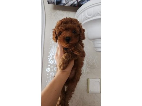 Bebek yüzlü toy poodle yavru