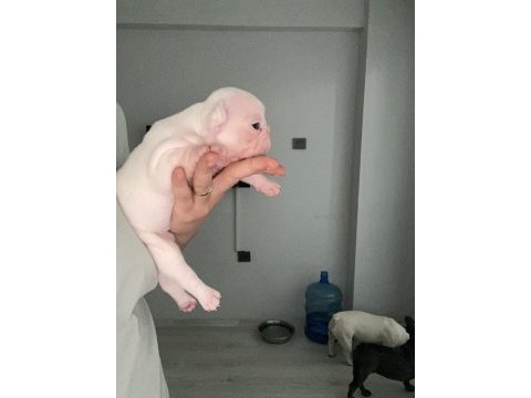 Dişi french bulldog